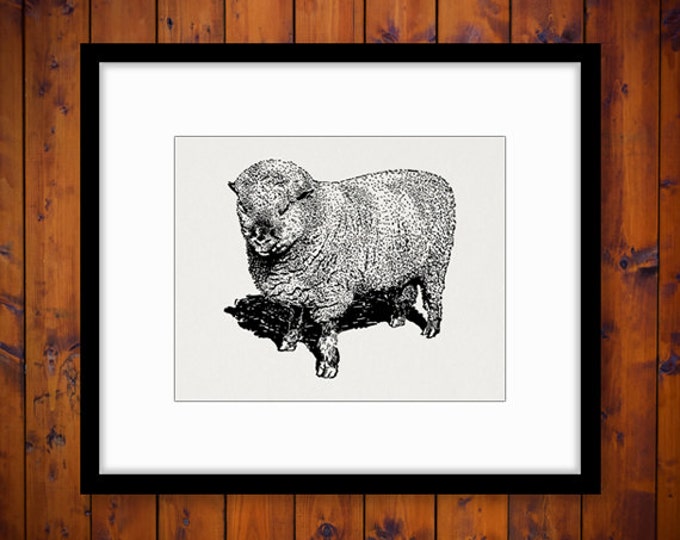 Digital Printable Shropshire Ram Sheep Image Cute Animal Graphic Download Vintage Clip Art Jpg Png Eps HQ 300dpi No.3557