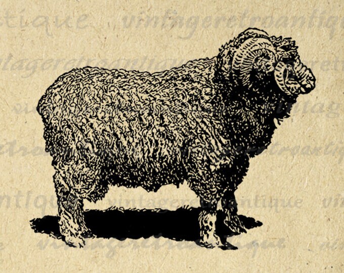 Digital Graphic Merino Sheep Image Illustration Printable Download Vintage Clip Art Jpg Png Eps HQ 300dpi No.3143