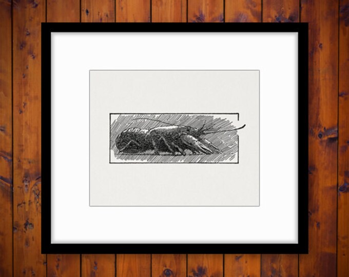 Crawfish Digital Image Printable Illustration Graphic Download Vintage Clip Art Jpg Png Eps HQ 300dpi No.3258