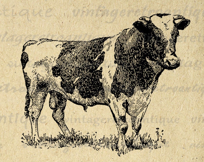 Holstein Cow Printable Digital Graphic Farm Animal Download Image Antique Clip Art Jpg Png Eps HQ 300dpi No.3510