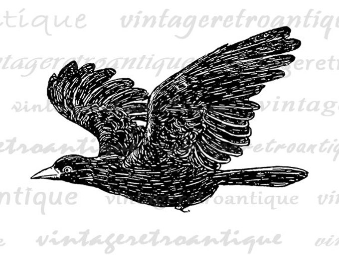 Digital Image Flying Bird Graphic Antique Illustration Printable Download Vintage Clip Art Jpg Png Eps HQ 300dpi No.3777