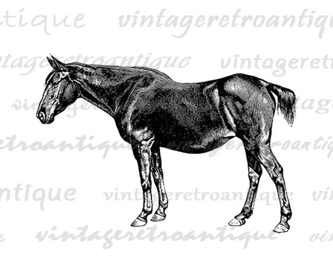 Printable Horse Graphic Image Antique Horse Digital Download Vintage Clip Art Jpg Png Eps HQ 300dpi No.660