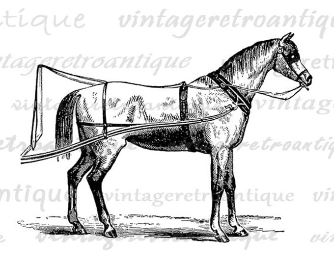 Carriage Horse Digital Graphic Download Printable Image Illustration Antique Clip Art Jpg Png Eps HQ 300dpi No.2361