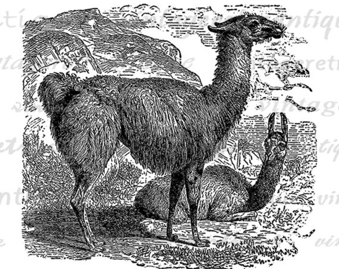 Printable Image Llama Download Graphic Digital Illustration Vintage Clip Art Jpg Png Eps HQ 300dpi No.2561