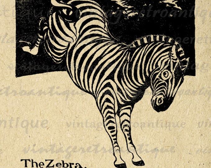 Zebra Illustration Printable Digital Image Graphic Download Artwork Vintage Clip Art Jpg Png Eps HQ 300dpi No.1962