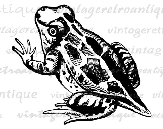 Printable Young Frog Digital Image Download Graphic Illustration Vintage Clip Art Jpg Png Eps HQ 300dpi No.2732