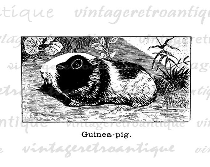 Printable Digital Guinea Pig Graphic Image Download Vintage Clip Art Jpg Png Eps 18x18 HQ 300dpi No.659