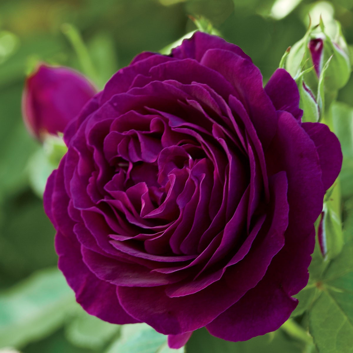 Twilight Zone Rose Bush Plant Purple Fragrant Rose Grown Organic Potted 