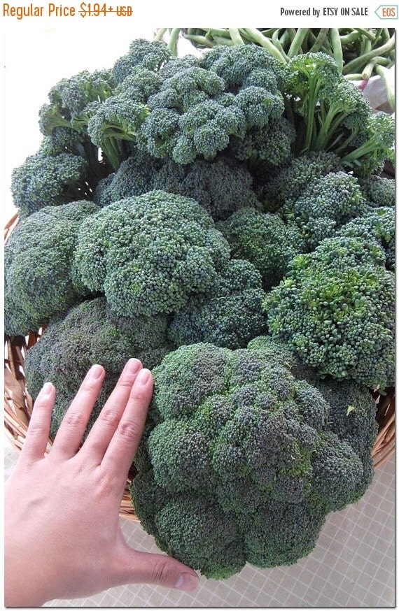 Broccoli Seeds 'De Cicco'open pollinated by CaribbeanGarden