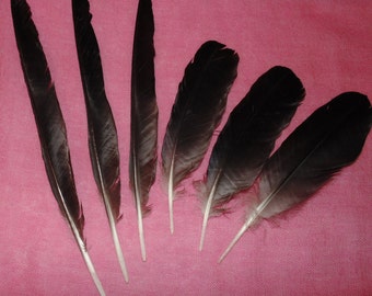 Crow Feathers,Crow Magick,Crow Energy, Morrigan, Odin, Hecate,Feathers,Quils,Authentic Crow Feather,Craft Supplies,Witchcraft,Naturally Shed