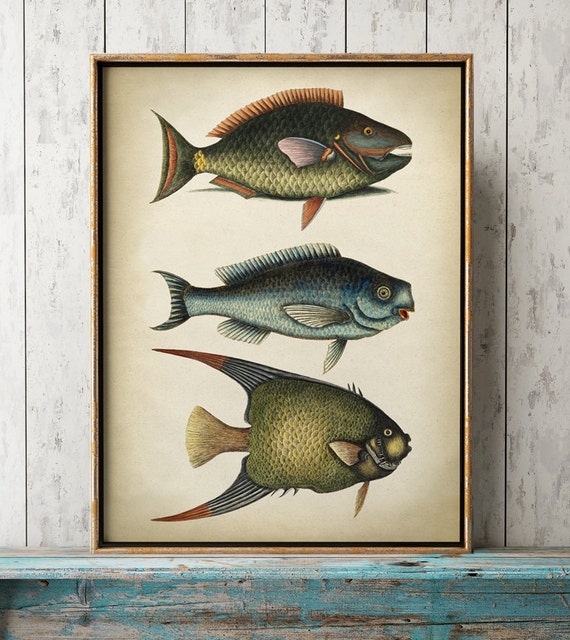 Fish print fishes chart fish poster fish illustration