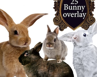 SALE Bunny overlay Easter Overlays Rabbit Sweet Bunnies Transparent PNG Photoshop backdrop