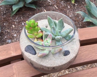 Complete Succulent Terrarium Kit (Real Plants Included), Succulent Globe, Glass Terrarium, Succulent Planter