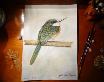Watercolor on paper, original, illustration work scientist, birds of Colombia