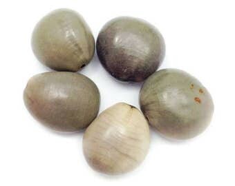 Cabalonga, gray, 20mm, 5 pieces, seeds beads, bead