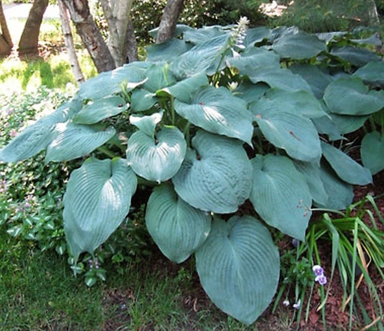 hosta T Rex giant