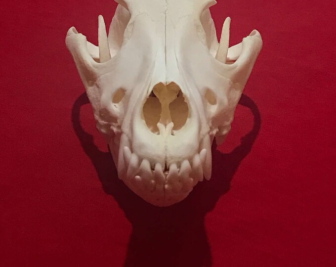 Real animal skull