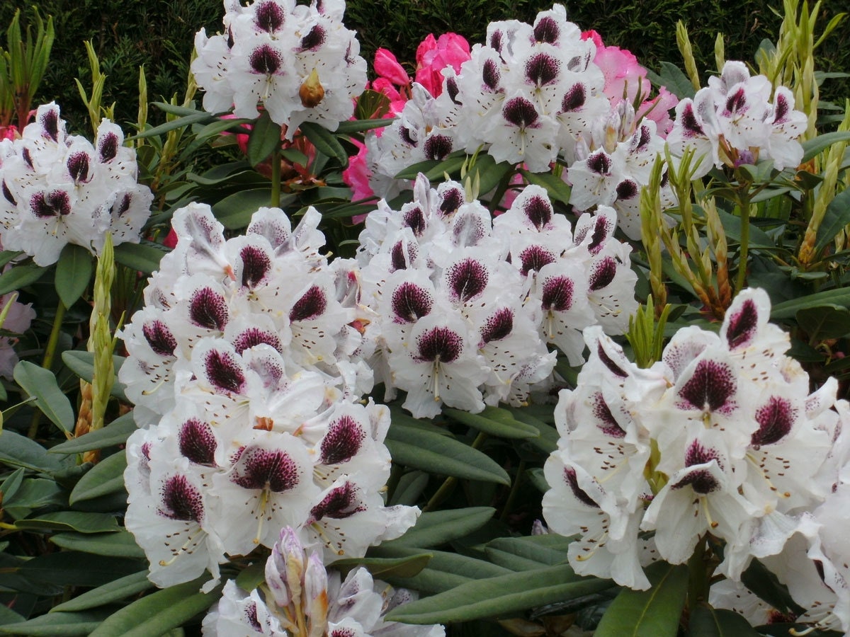 Rhododendron Sappho - White Bloom with Purple Blotch - Will Grow to