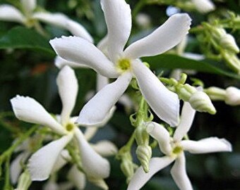 5 Star Jasmine Cuttings, Confederate Jasmine Live Plant/Cuttings + Free Gift!