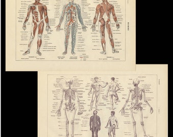 Anatomical diagram | Etsy