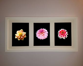 Dahlias, Mums, Zinnias - Mix and Match Flower Photographs