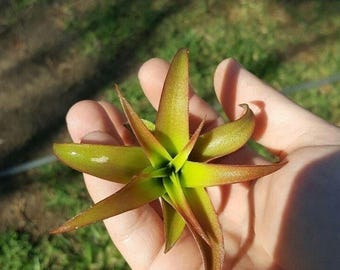 Tillandsia Capitata Peach Air plant