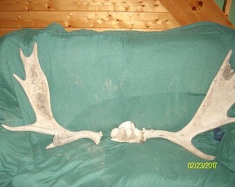 A complete set of natural Maine Moose Antlers with Skull