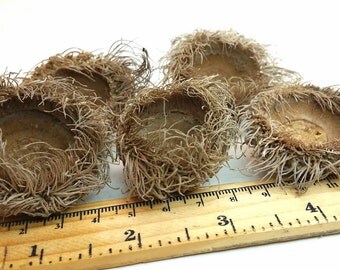 Large Bur Oak Acorns Caps for craft and display, Unprocessed Clean Sustainably Harvested Acorn Caps, DIY, Oak Grove Curiosities