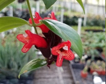 Lipstick plant LOVER'S DREAM PACK Cuttings (20)