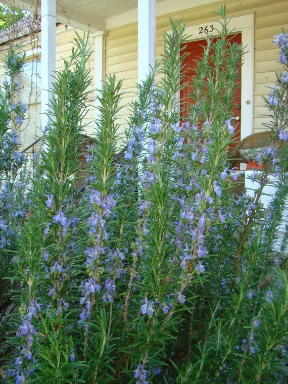 Two Live Plants Barbeque Rosemary Plant 47 Inches Tall In 3.5