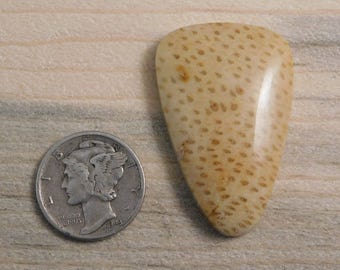 Golden Petrified Palm cabochon