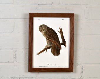 Framed Audubon Bird Print "Great Cinerous Owl" Full Color Reproduction - Solid Natural Walnut Peewee Style - IN STOCK - Same Day Shipping