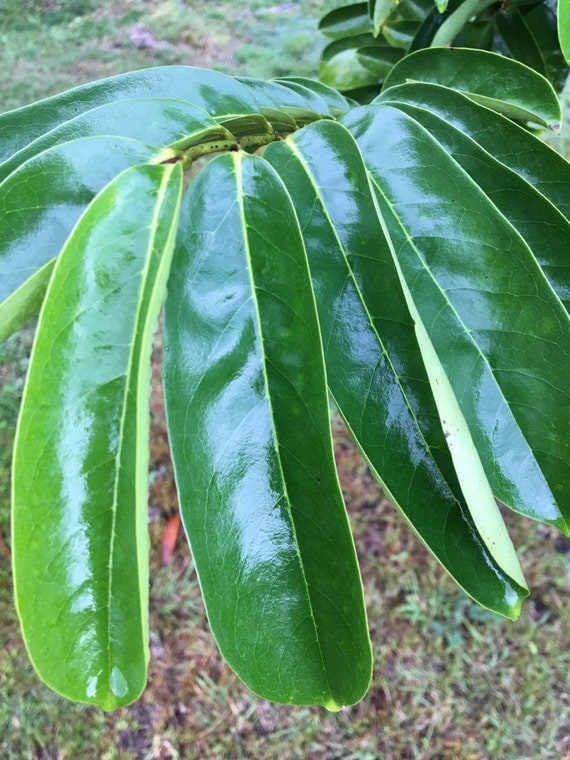 Items similar to Organic Soursop Leaves, Dried Hawaiian ...