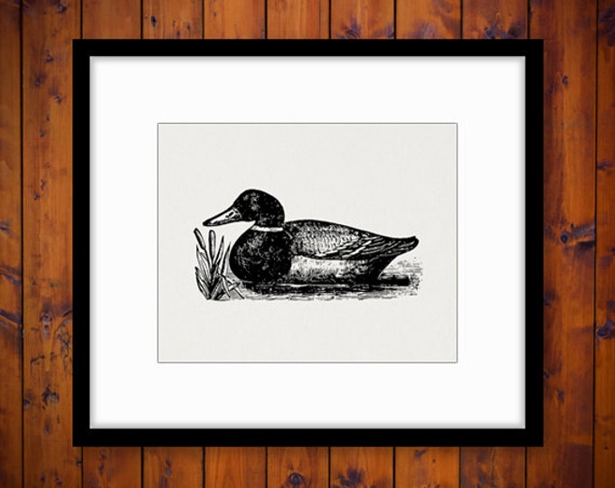 Printable Graphic Duck Image Antique Illustration Digital Bird Download Vintage Clip Art Jpg Png Eps HQ 300dpi No.1335