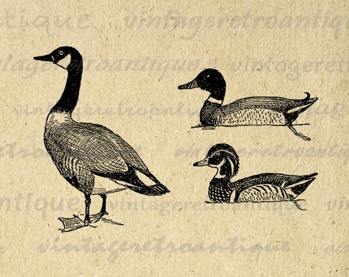 Digital Printable Ducks and Goose for Download Graphic Image Vintage Clip Art Jpg Png Eps HQ 300dpi No.1081