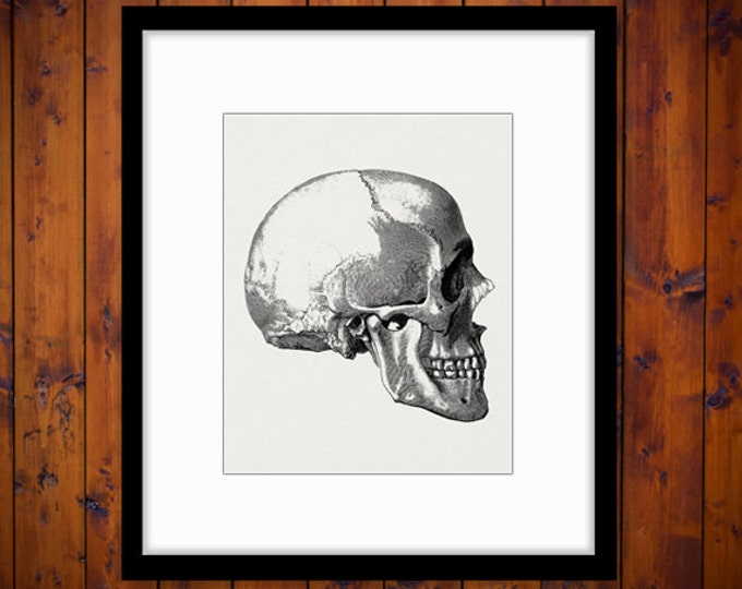 Skull Side View Printable Digital Download Graphic Image Artwork Jpg Png Eps HQ 300dpi No.2251