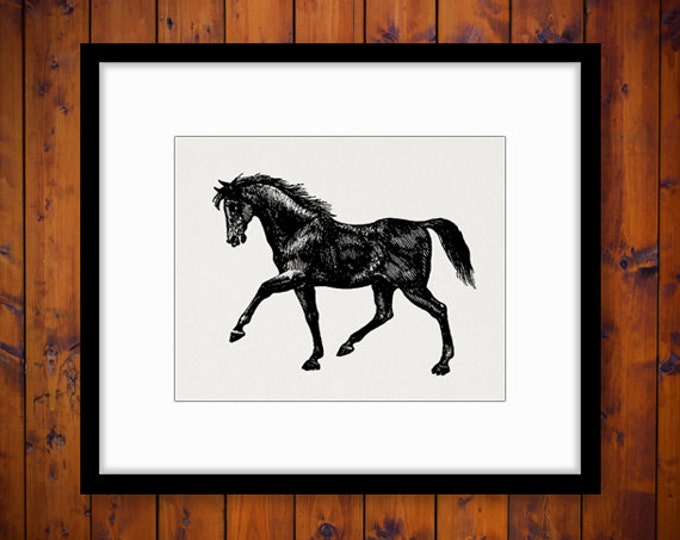 Digital Printable Black Horse Download Graphic Artwork Illustration Image Vintage Clip Art Jpg Png Eps HQ 300dpi No.2333