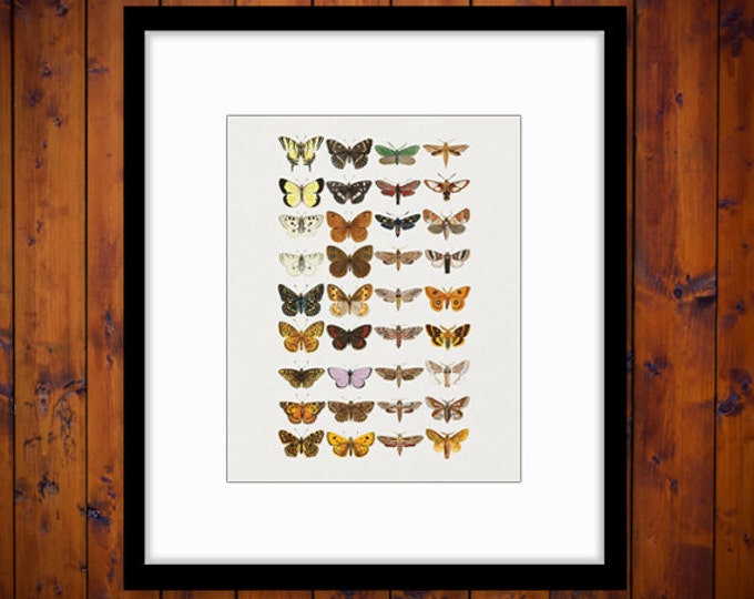 Printable Image Butterflies and Moths Collage Sheet Graphic Download Digital Antique Clip Art Jpg Png Eps HQ 300dpi No.3869