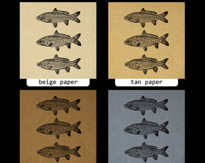 Three Carp Fish Image Digital Download Collage Sheet Graphic Illustration Printable Artwork Vintage Clip Art Jpg Png HQ 300dpi No.3059