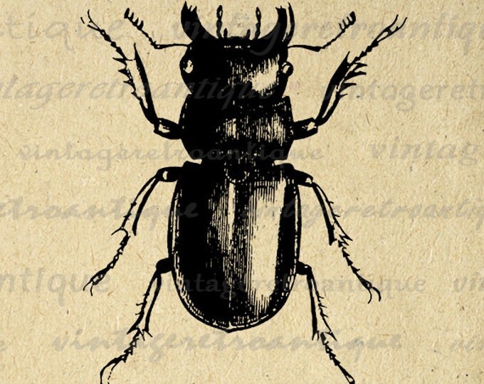 Digital Printable Beetle Download Insect Graphic Bug Illustration Image Antique Clip Art Jpg Png Eps HQ 300dpi No.3208