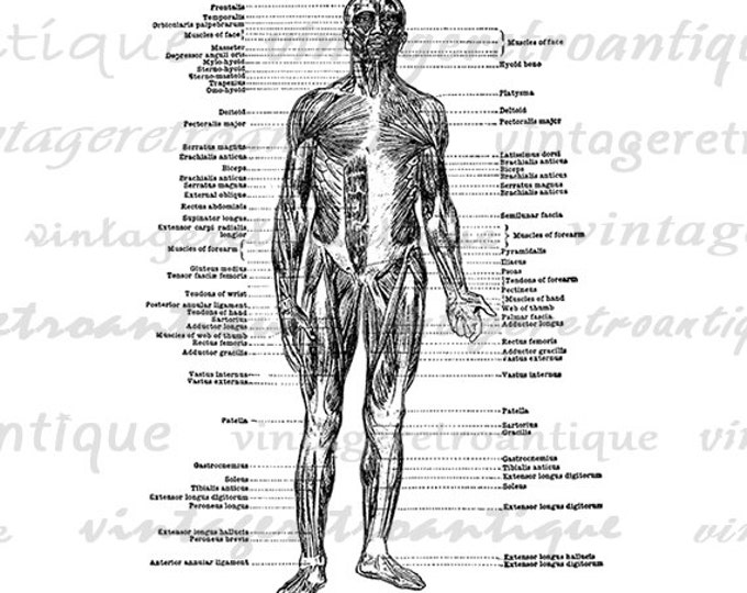 Digital Graphic Muscle Diagram Download Image Printable Illustration Antique Clip Art Jpg Png Eps HQ 300dpi No.2274