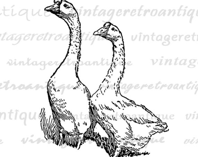 Printable Image Chinese Geese Birds Download Illustration Graphic Digital Vintage Clip Art Jpg Png Eps HQ 300dpi No.3257