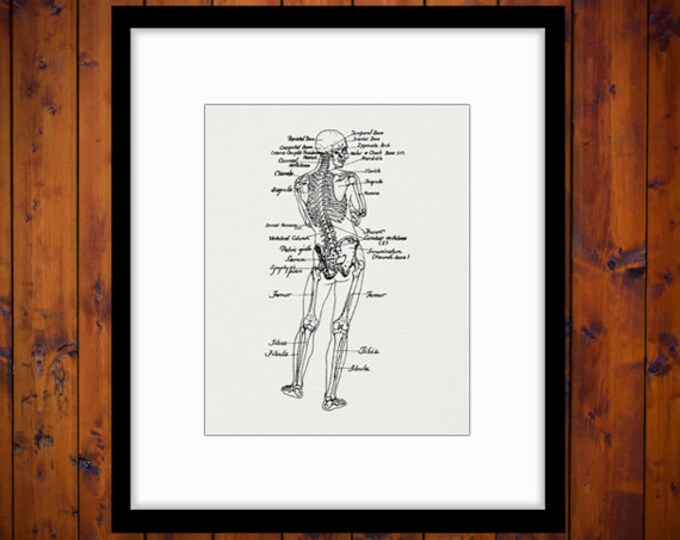 Printable Human Skeleton Diagram Graphic Download Image Medical Anatomy Digital Vintage Clip Art Jpg Png Eps HQ 300dpi No.3801