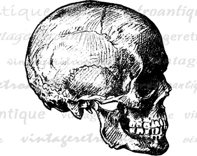 Skull Digital Image Printable Download Graphic Illustration Vintage Clip Art Jpg Png Eps HQ 300dpi No.2236