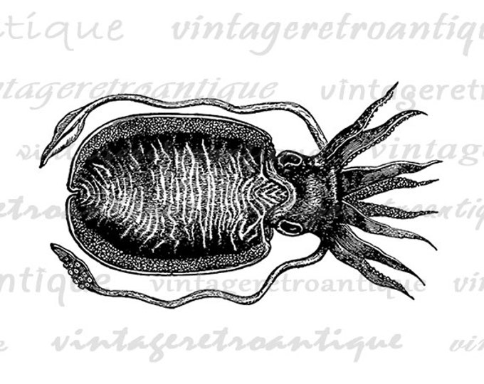 Printable Graphic Cuttle Fish Image Download Digital Artwork Antique Clip Art Jpg Png Eps HQ 300dpi No.2733