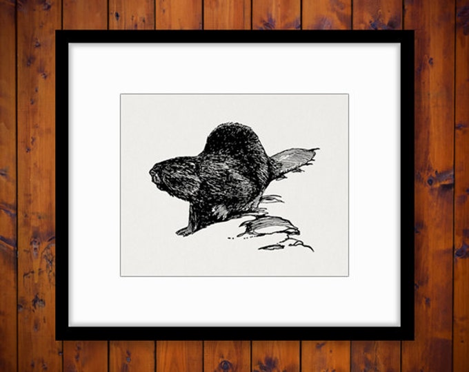 Printable Image Wise Beaver Download Antique Animal Graphic Digital Vintage Clip Art Jpg Png Eps HQ 300dpi No.469