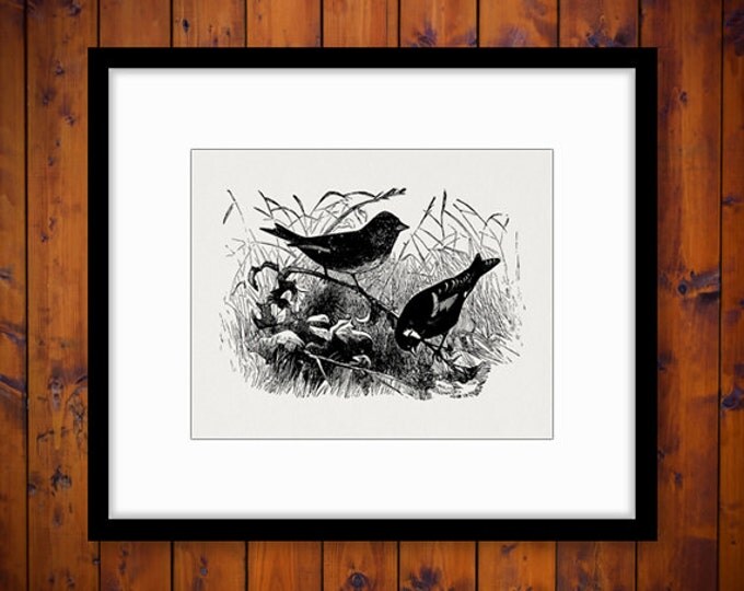 Digital Printable Two Birds Download Graphic Birds Illustration Image Vintage Clip Art Jpg Png Eps HQ 300dpi No.2273