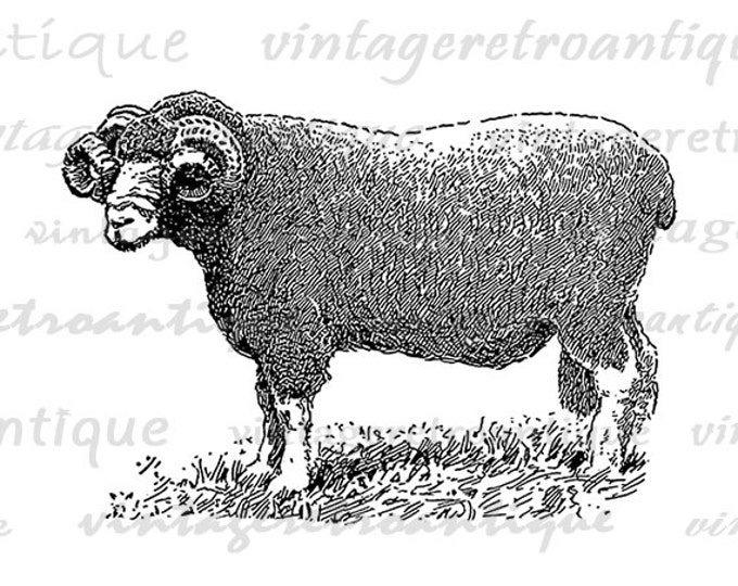 Dorset Ram Graphic Digital Download Illustration Sheep Image Printable Vintage Clip Art Jpg Png Eps HQ 300dpi No.3410