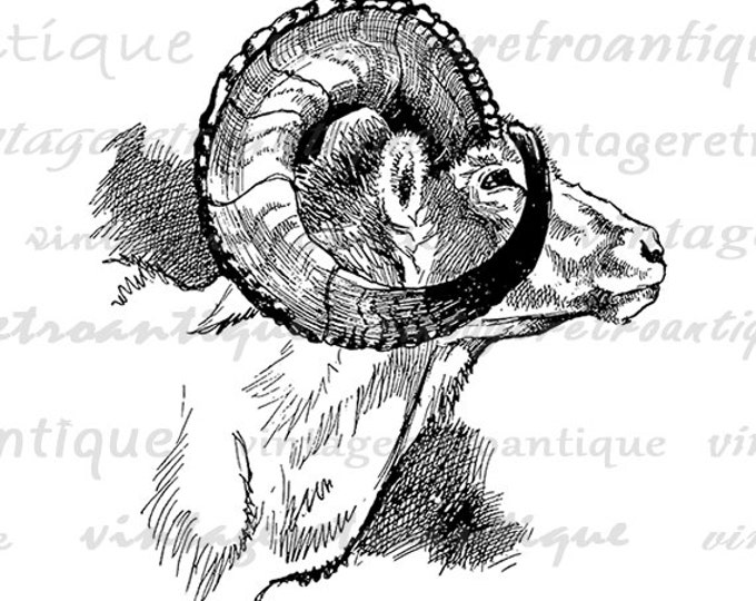 Digital Printable Wild Goat Image Ram Graphic Download Artwork Vintage Clip Art Jpg Png Eps HQ 300dpi No.4173