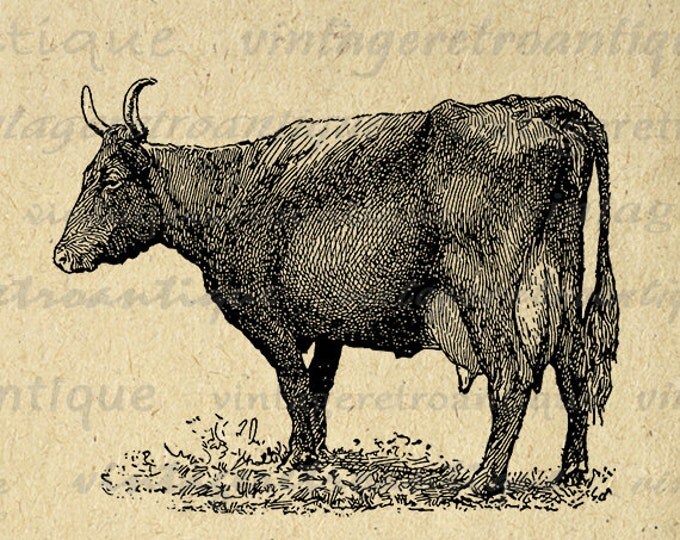 Printable Devon Cow Digital Graphic Farm Animal Image Download Antique Clip Art Jpg Png Eps HQ 300dpi No.3515